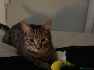 Mixed Breed cats Jinx! - Advert 1