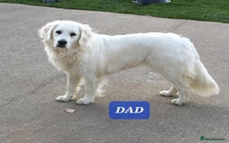 Golden Retriever dogs for sale: Golden retriever puppies - Advert 3