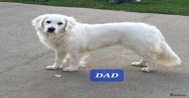 Golden Retriever dogs Golden retriever puppies - Advert 8