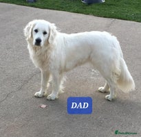 Golden Retriever dogs Golden retriever puppies - Advert 1