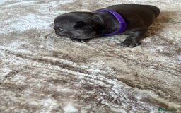 French Bulldog dogs for sale: Stunning Litter of French Bulldogs  - Image 6