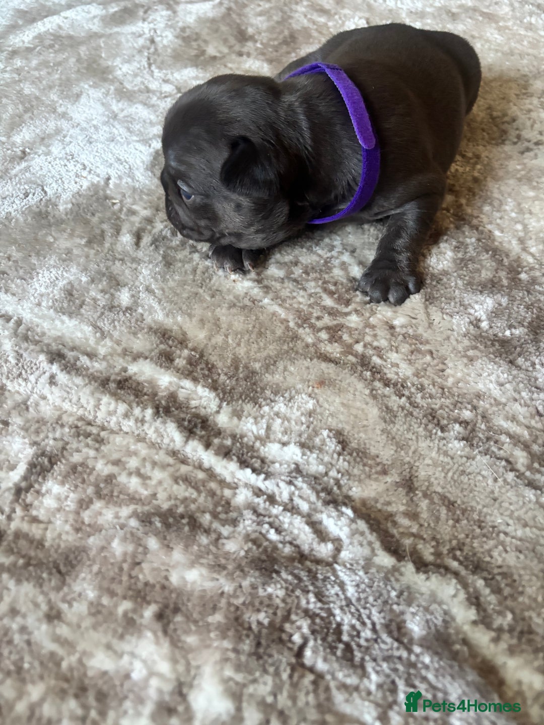 French Bulldog dogs for sale: Stunning Litter of French Bulldogs  - Image 6