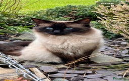 Ragdoll cats for sale: GCCF seal point Ragdoll male 4 yrs old  - Image 3