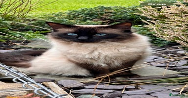 Ragdoll cats - Advert 12