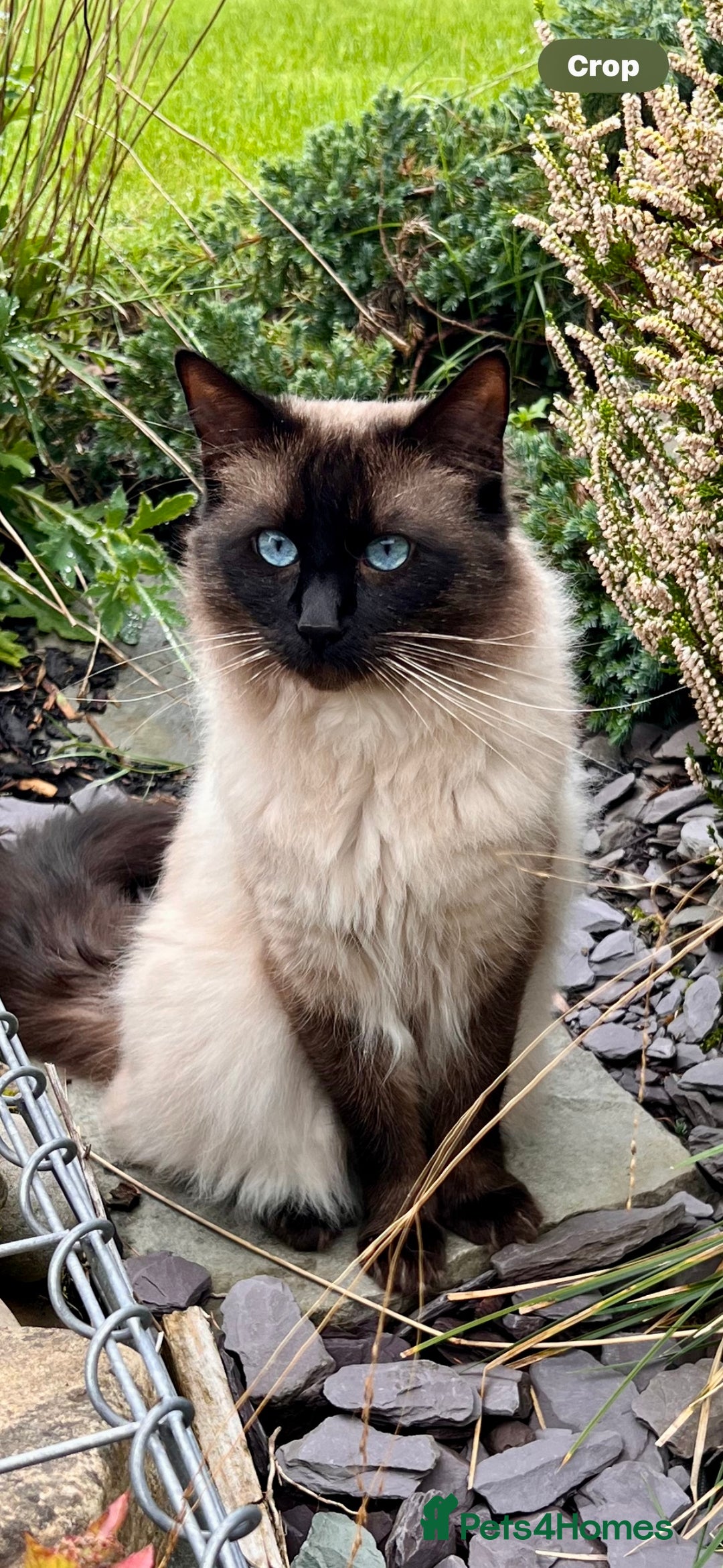 Ragdoll cats for sale: GCCF seal point Ragdoll male 4 yrs old  - Image 3