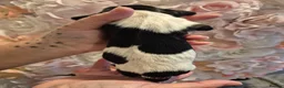 English Springer Spaniel dogs for sale: Beautiful English Springer spaniel pups - Advert 11