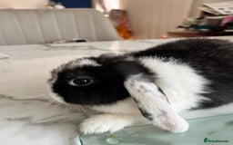 Mini Lop rabbits for sale: Beautiful mini lop rabbits - Image 15