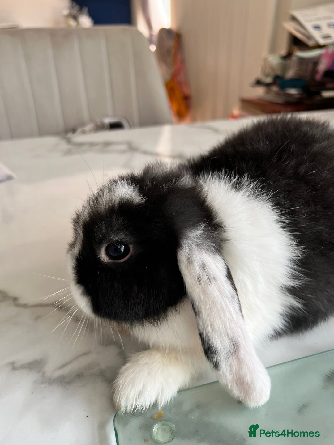 Mini Lop rabbits for sale: Beautiful mini lop rabbits - Image 15