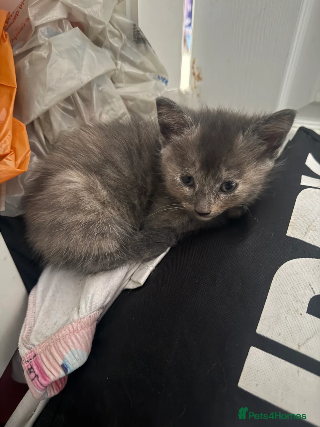 Mixed Breed cats for sale: Kittens for sale  - Advert 2