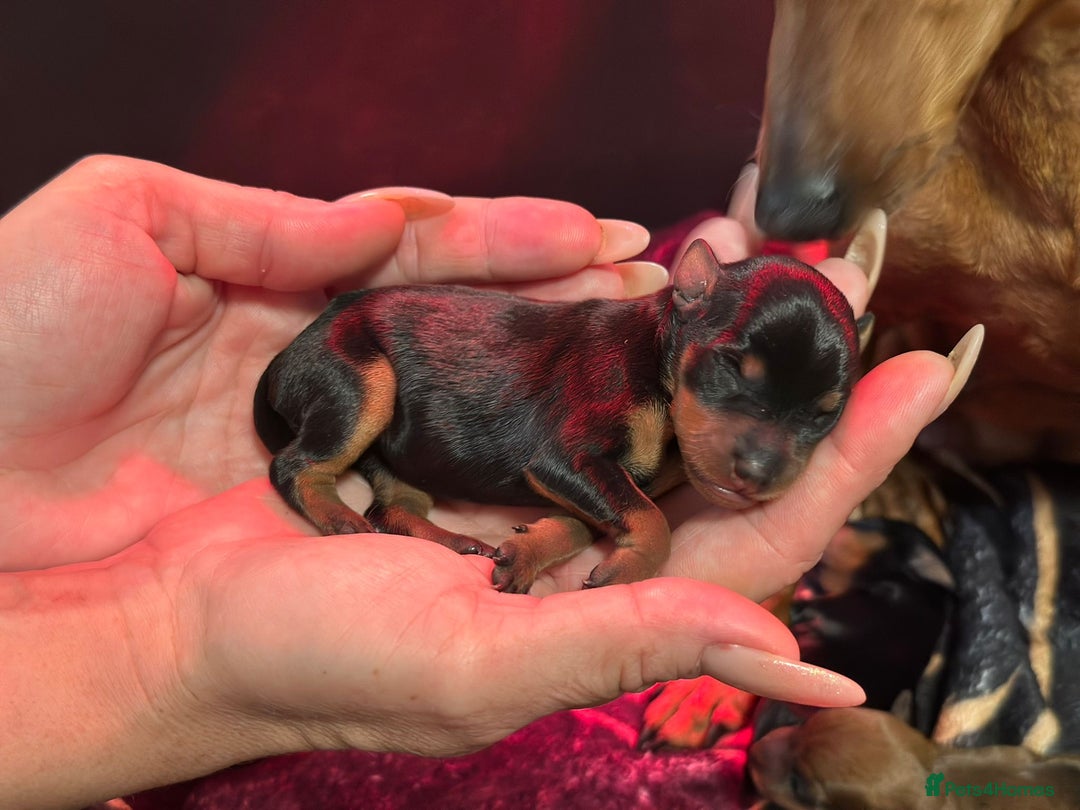 Miniature Pinscher dogs for sale: Pure 100% Miniature Pinscher-Licensed Breeder🐾❤️  - Image 25