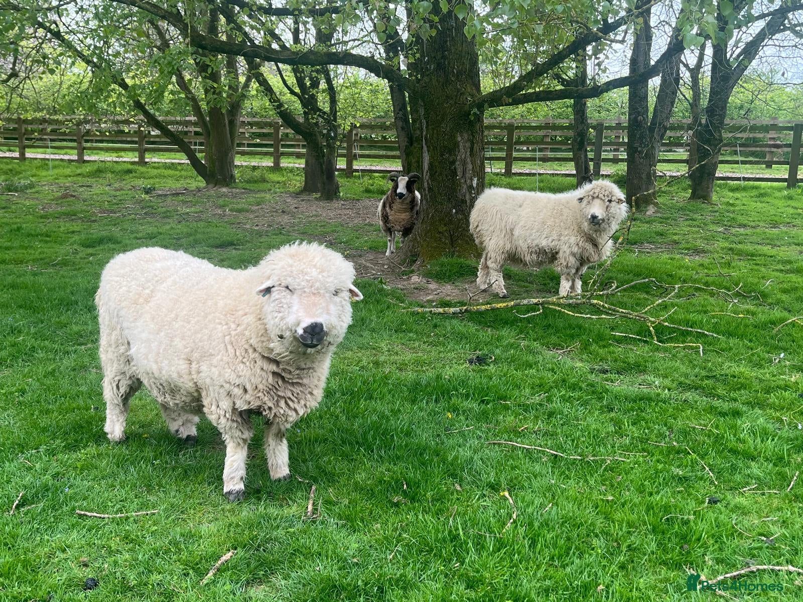 Sheep livestock Valais Cross Male pet sheep - Advert 8