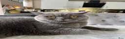 British Shorthair cats for sale: [House Cat] Quiet loving family home for Poppy  - Advert 5