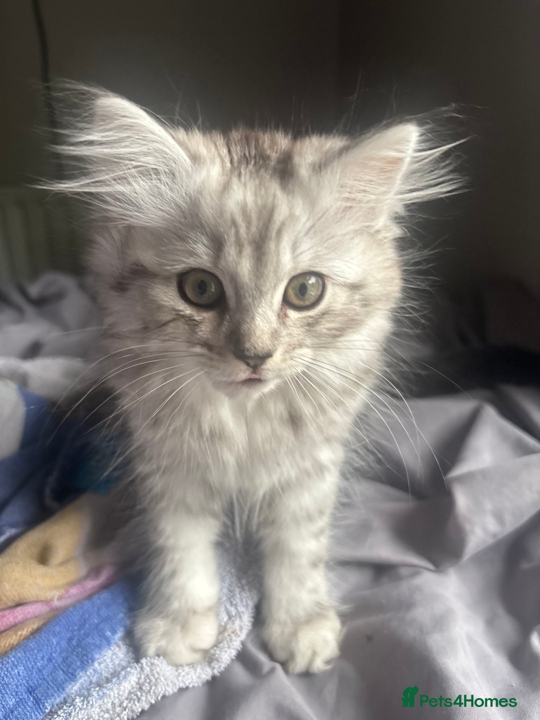 Persian cats for sale: Last 2 Boys! READY TO LEAVE - Image 14