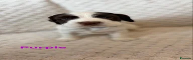 English Springer Spaniel Puppy 6