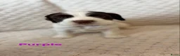 English Springer Spaniel dogs for sale: Springer Spaniel Puppies for Sale –  - Advert 13