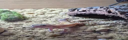 Gecko reptiles for sale: Beautiful leopard gecko - Advert 5