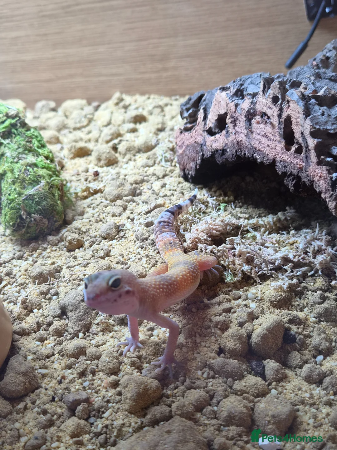 Gecko reptiles for sale: Beautiful leopard gecko - Advert 5