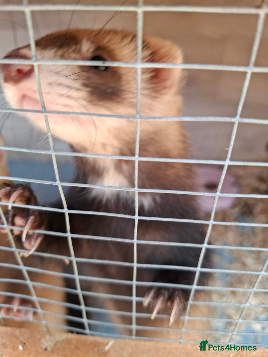 Ferret rodents for sale: Full and semi angora ferrets READY NOW - Image 8