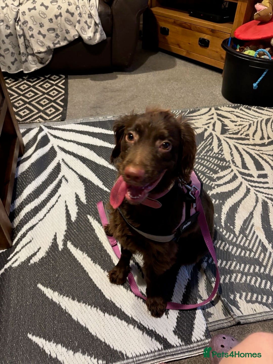 Cocker Spaniel dogs for sale: Bella - Cockerspaniel   - Image 3