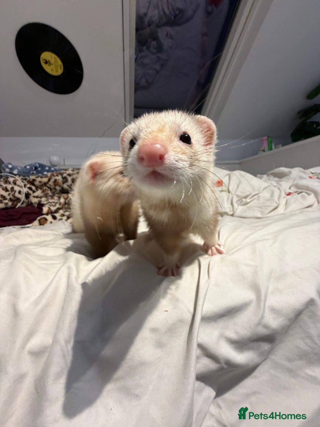 Ferret rodents for sale: 2 angora ferrets one male one female  - Advert 1