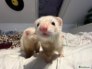 Ferret rodents 2 angora ferrets one male one female - Advert 2