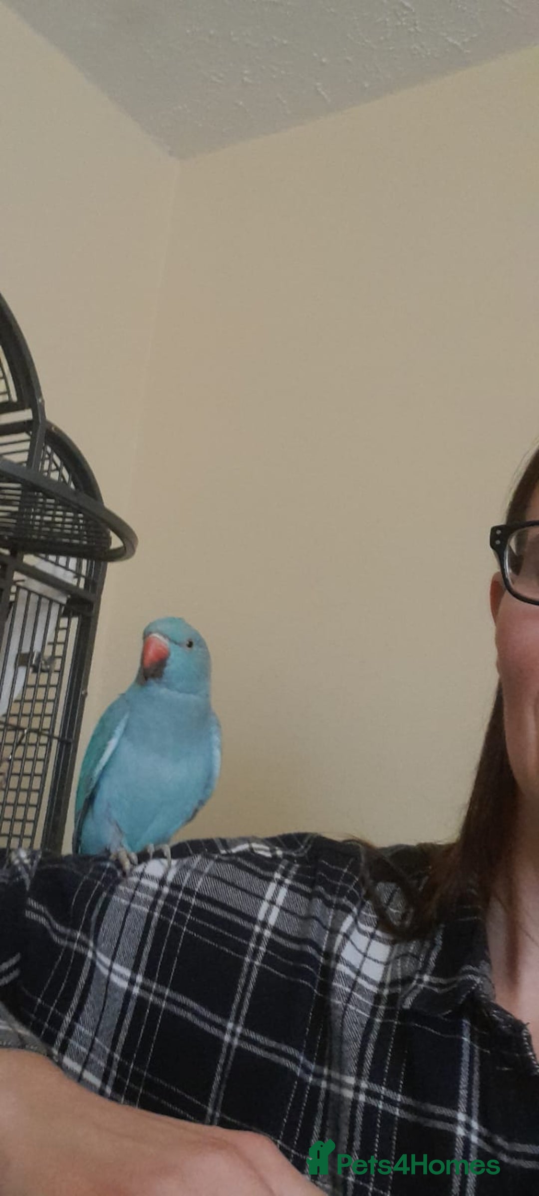 Parrots birds for sale: Bugys, Blue Indian Ringneck Parrot - Image 1