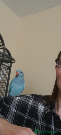 Parrots birds - Advert 10