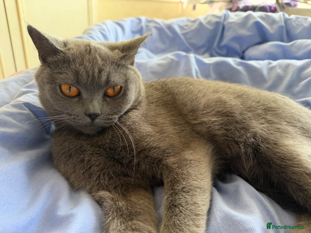 British Shorthair cats for sale: Grey British shorthair  - Advert 2
