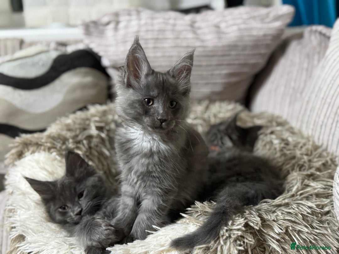 Maine Coon cats for sale: Adorable pure breed Maine coon Kittens’s for sale - Advert 25