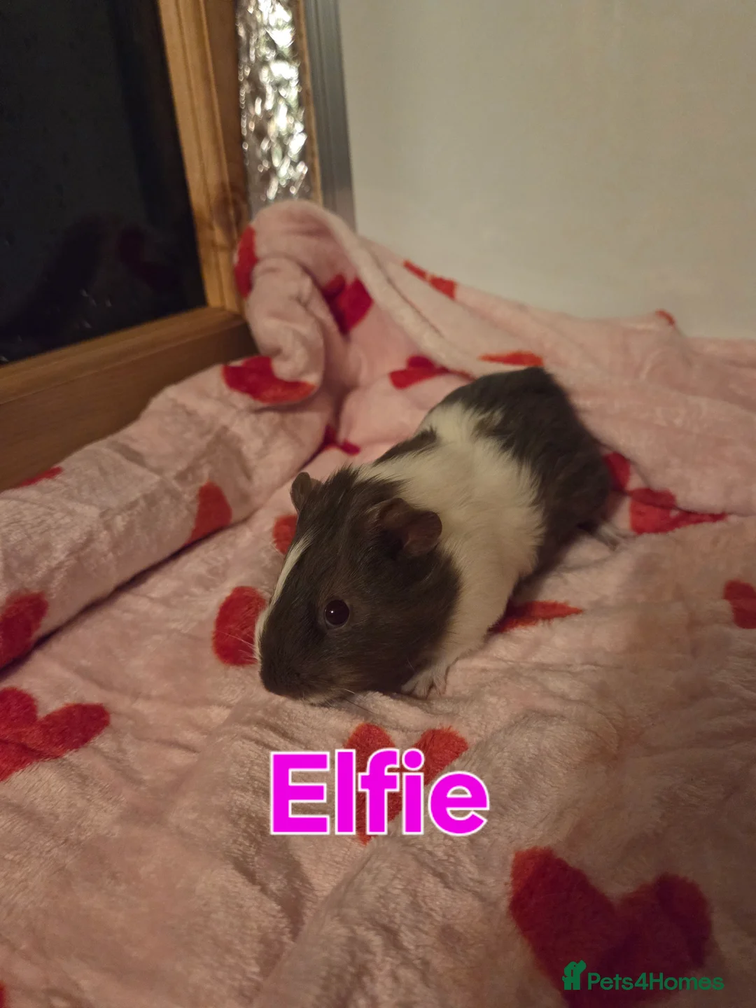 Guinea Pig rodents for sale: Gorgeous Baby Girl Guinea Pigs - Advert 4