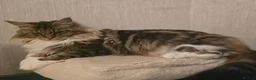 Maine Coon cats for sale: Retired queen black (golden) brown tabby bicolor - Advert 4