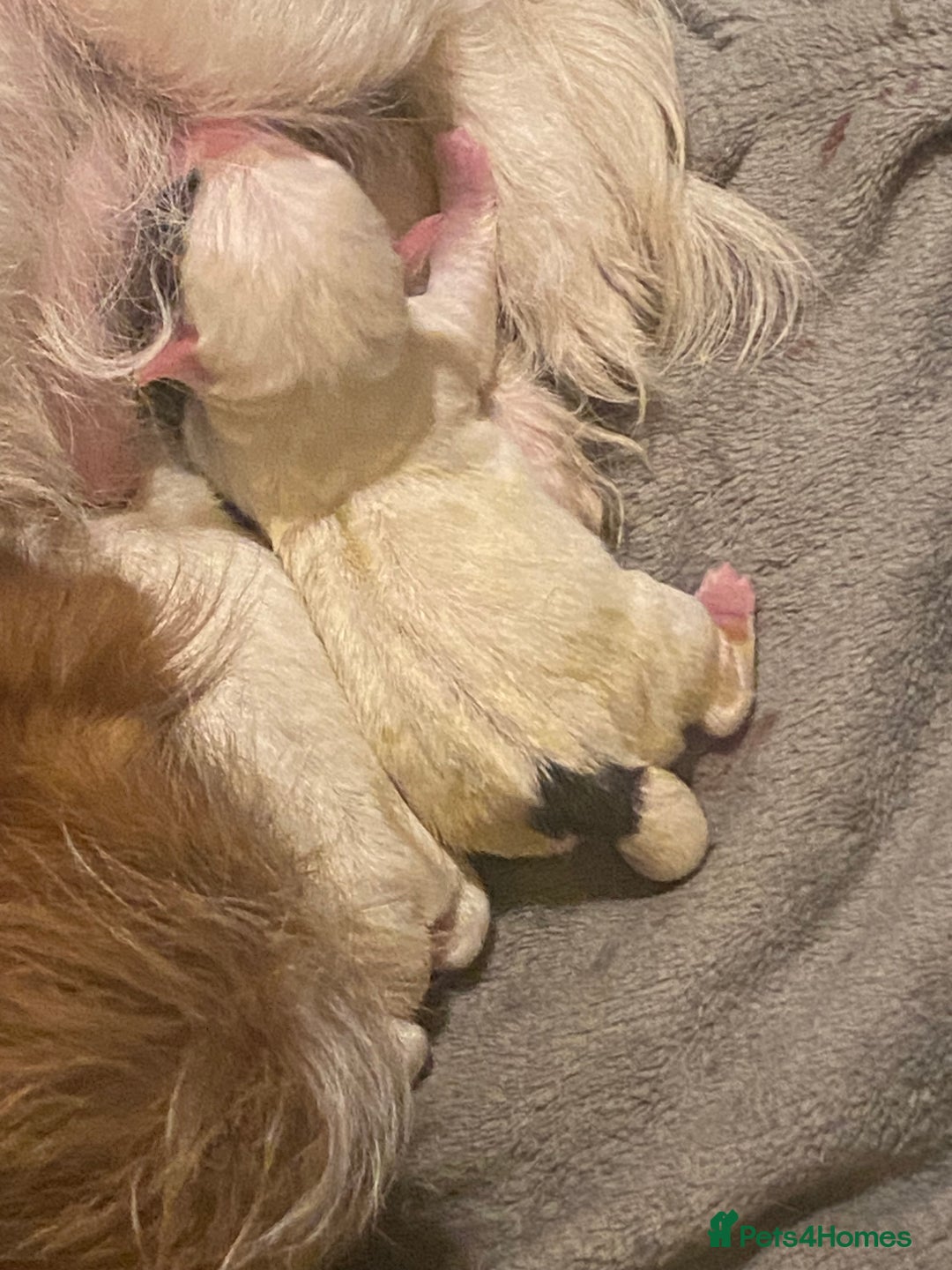 Jack Russell dogs for sale: Jack cross Jackshih  - Advert 6