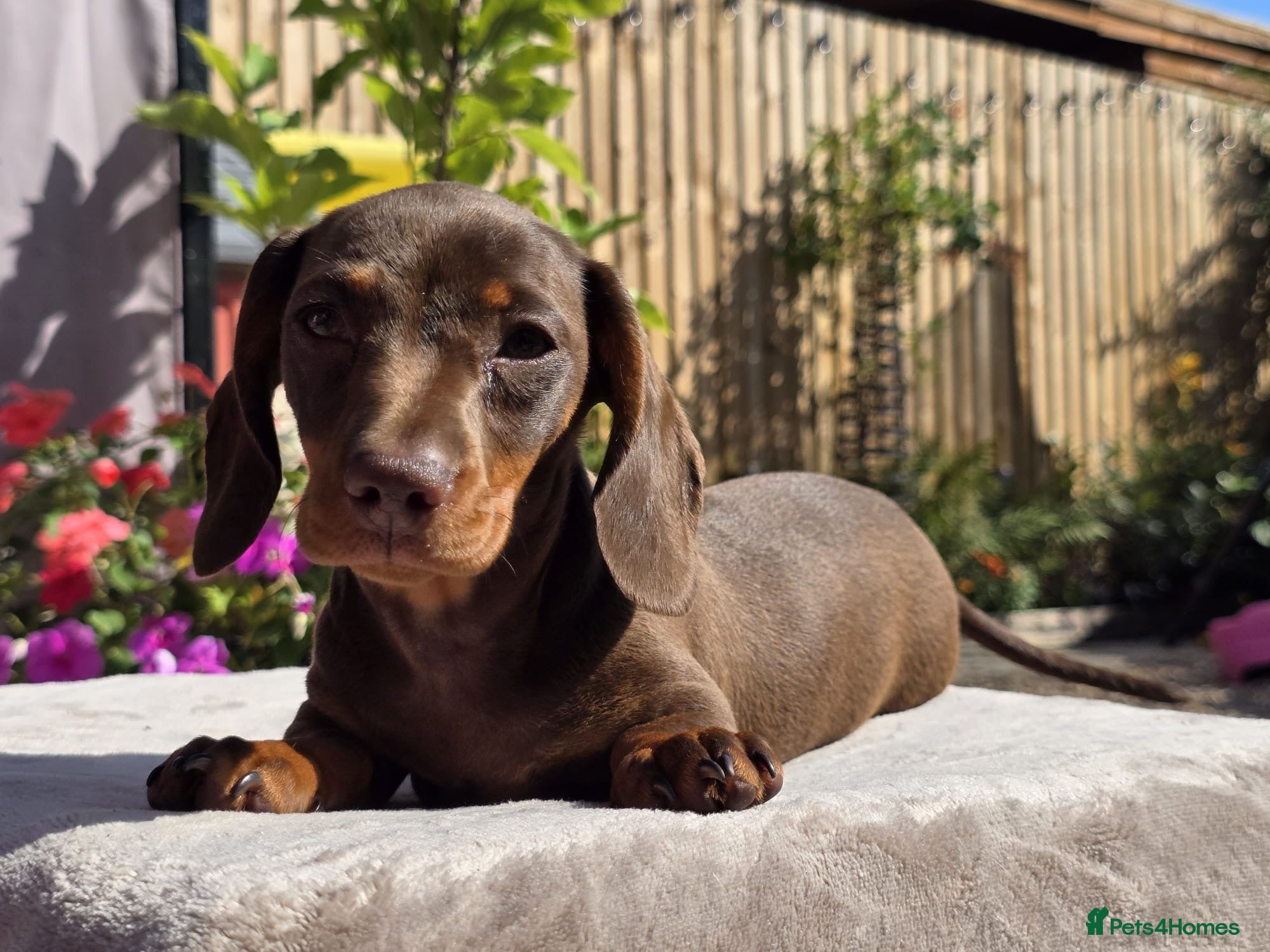 Miniature Dachshund dogs Pedigree miniature dachshund  - Advert 18