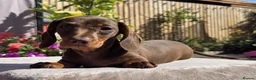 Miniature Dachshund dogs for sale: Pedigree miniature dachshund  - Advert 12