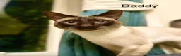 Siamese cats for sale: Beautiful Siamese kittens of seal, blue point 🩷🩵 - Advert 8