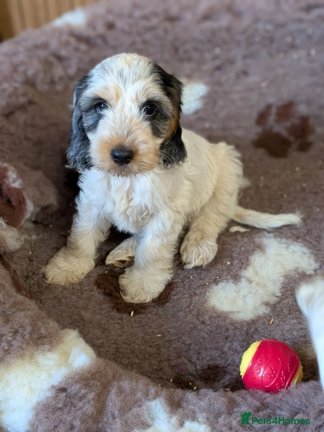 Cockapoo dogs for sale: Gorgeous cockapoos  *2 boys available* - Advert 1