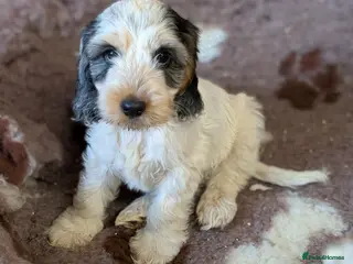 Cockapoo dogs Gorgeous cockapoos - Advert 6