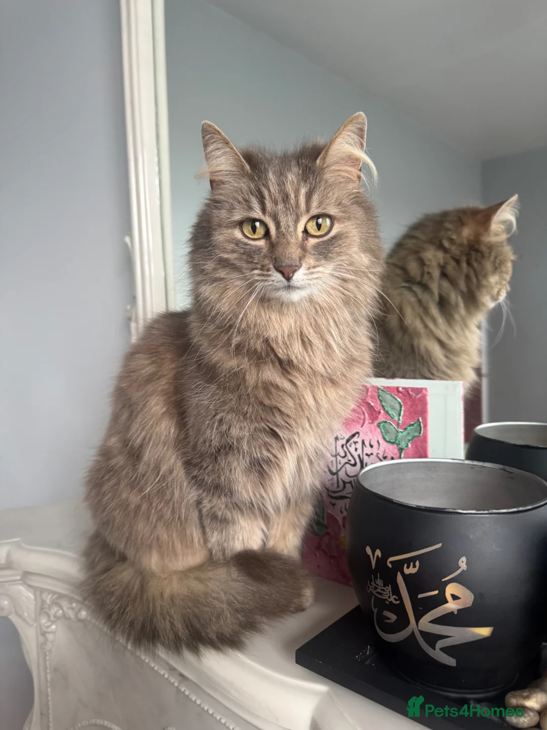 British Longhair cats for sale: Cat for sale  - Advert 5