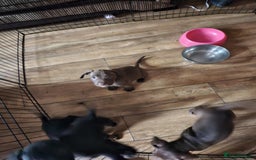 Mixed Breed dogs for sale: Two boys left!  - Advert 4