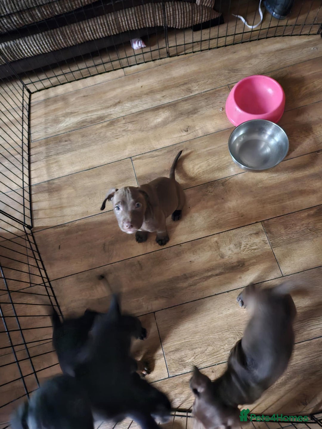 Mixed Breed dogs for sale: Two boys left!  - Advert 4