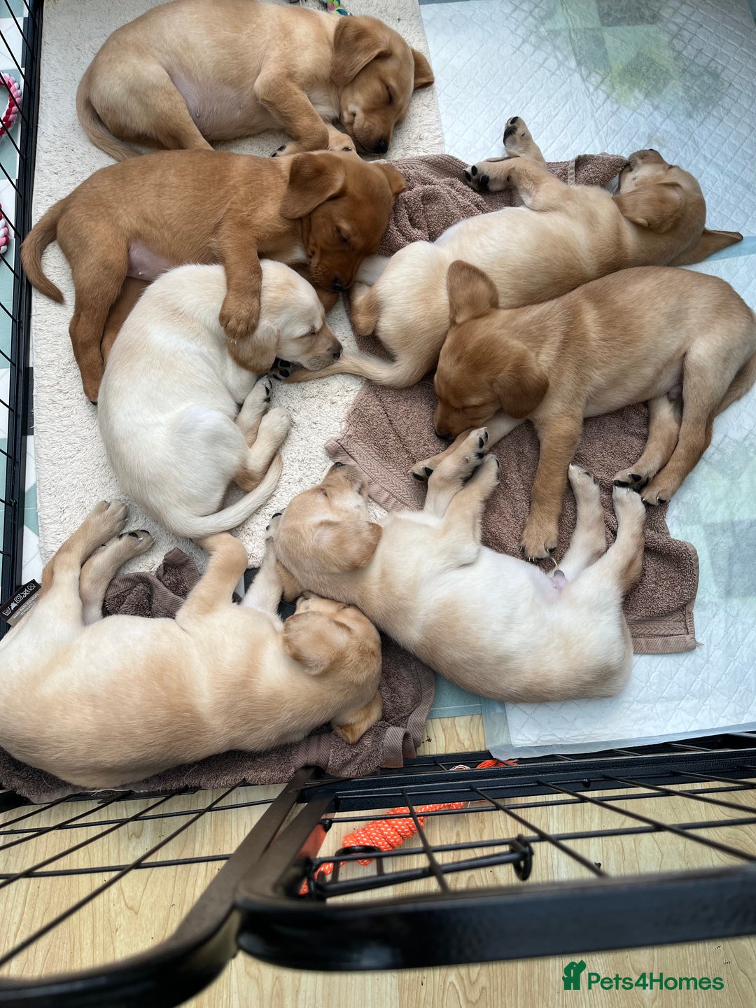 Labrador Retriever dogs for sale: Stunning Labrador pedigree puppies  - Advert 20