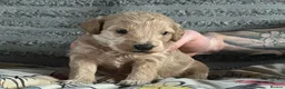 Bordoodle dogs for sale: F1b Miniature Bordoodle  - Advert 32