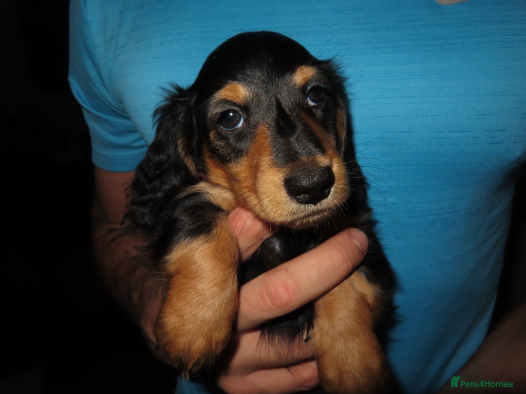 Miniature Dachshund dogs for sale: Sweet Black & Tan Miniature Long-Haired Dachshund - Image 3
