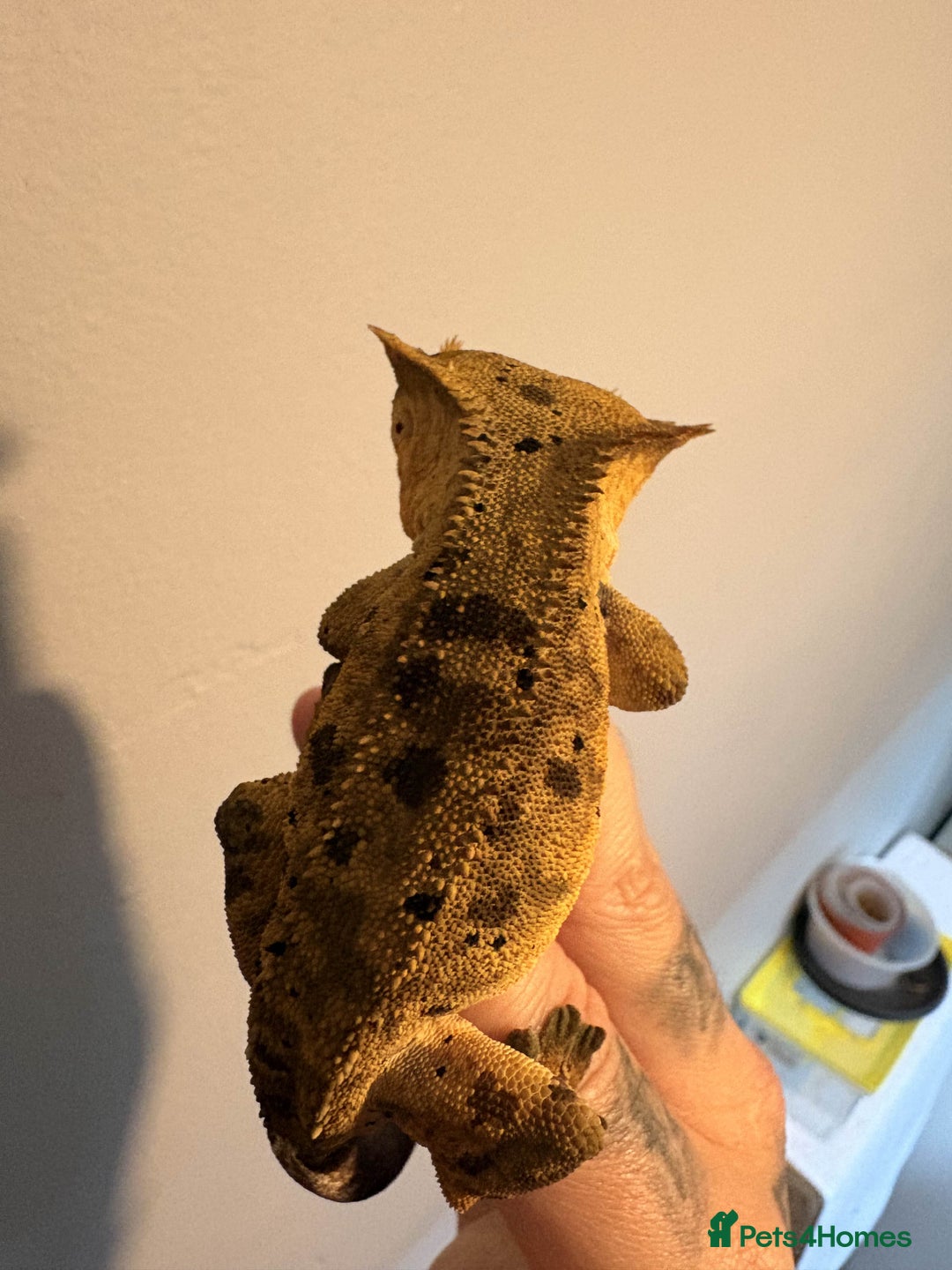 Gecko reptiles for sale: Crested Geckos - Various morphs - Ready to go - Advert 5