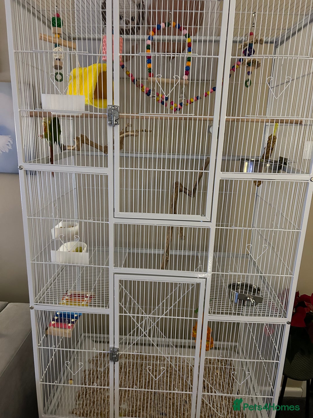 Conures birds for sale: Conure - Advert 2