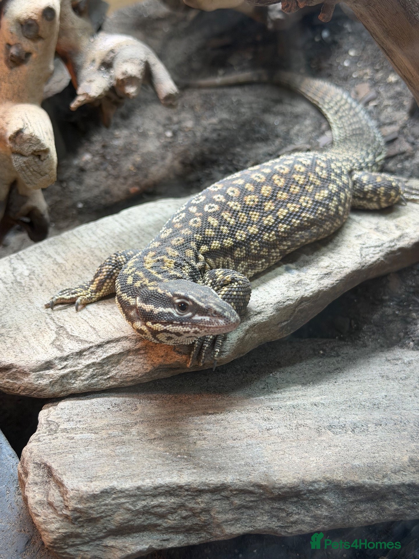 Monitor reptiles Ackie Monitor & Set Up - Advert 1