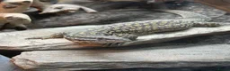 Monitor reptiles for sale: Ackie Monitor & Set Up - Advert 1