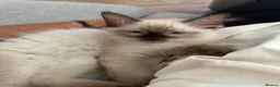 Ragdoll cats for sale: Ragdoll kitten looking for new home  - Advert 4