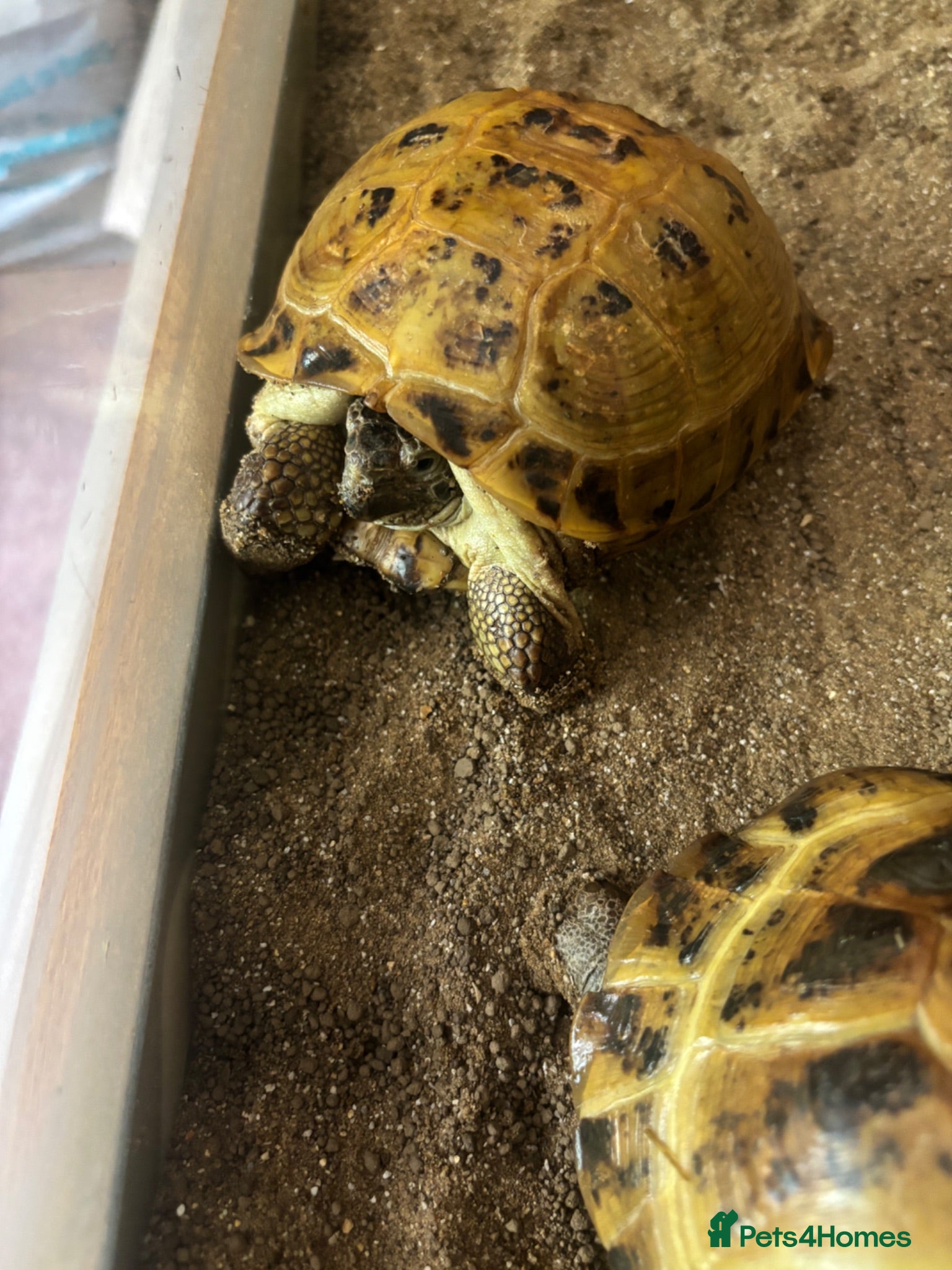Tortoise reptiles Horsefield Tortoises Breeding Pair - Advert 2