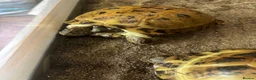 Tortoise reptiles for sale: Horsefield Tortoises Breeding Pair - Advert 7